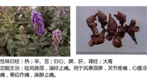 祛风湿药