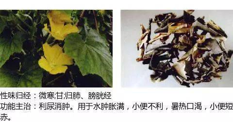 利水渗湿药