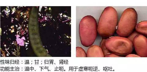 理气药